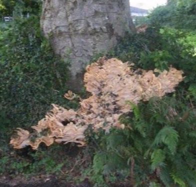 Tree Inspections important