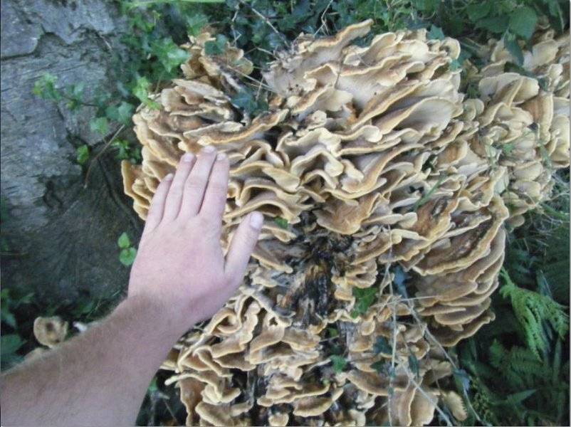 Identification of fruiting bodies essential