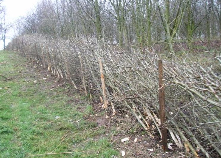 Hedge Laying
